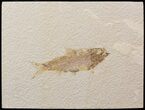 Bargain Knightia Fossil Fish - Wyoming #39674-1